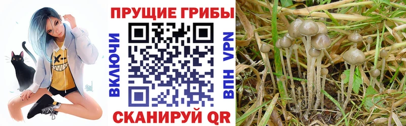 где можно купить наркотик  Тетюши  OMG ONION  Галлюциногенные грибы мицелий 